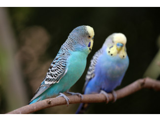 PREPARING YOUR AVIARY FOR SUMMER: ESSENTIAL TIPS
